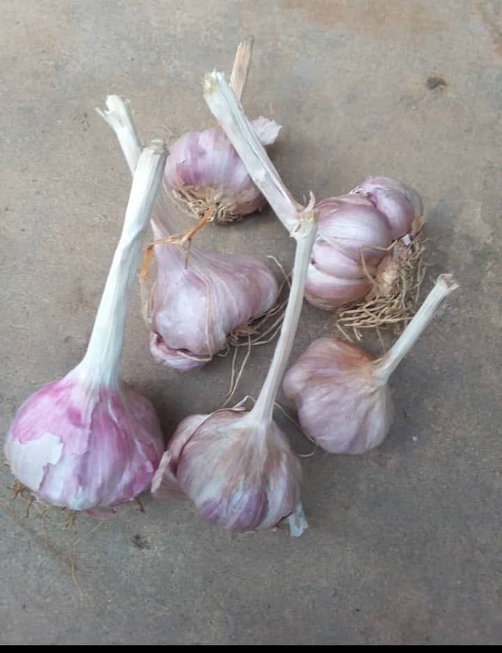 Garlic